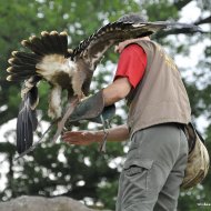 Steinadler - auf der Hand des Falkners I