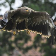 Steinadler - im Flug