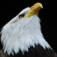 Weisskopfseeadler - Porträt IX