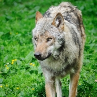 Wolf im Anmarsch I