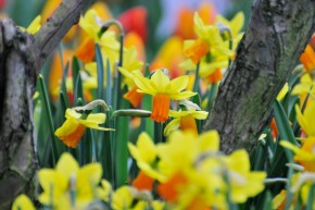 Frühlingsausstellung im Frankfurter Palmengarten Frühlingsausstellung im Frankfurter Palmengarten
