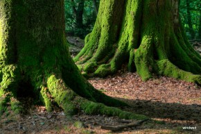 Urwald Sababurg Urwald Sababurg