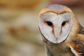 Portrait einer Schleiereule