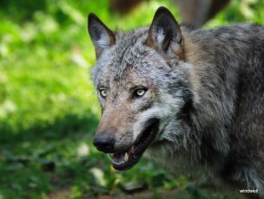 Tierpark Sababurg - Wölfe und ein Luchs Tierpark Sababurg - Wölfe und ein Luchs