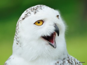 Porträt einer Schneeeule Porträt einer Schneeeule