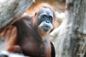 Very Important Primates Very Important Primates