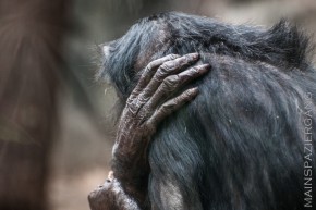 Bonobos mal nachdenklich