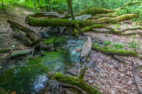 Stadtwaldspaziergang Stadtwaldspaziergang