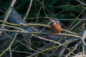 Eisvogel II
