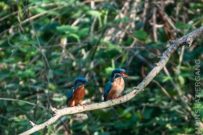 Eisvogelpärchen