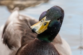 Maunzenweiher - Wasservögel aus nächster Nähe