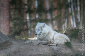 Polarwölfe in der Fasanerie Klein Auheim