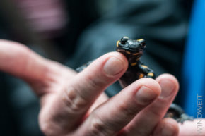 Feuersalamander im Stadtwald Feuersalamander im Stadtwald