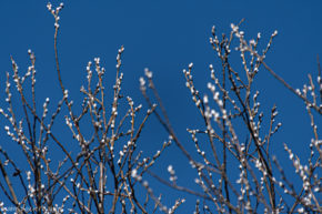 Arboretum Eschborn