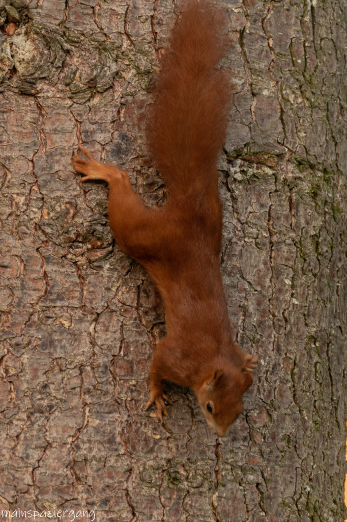 Eichhörnchen